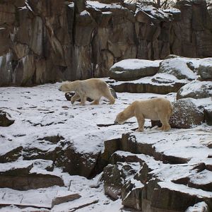 2011 - Polar bears - Berlin Zoo