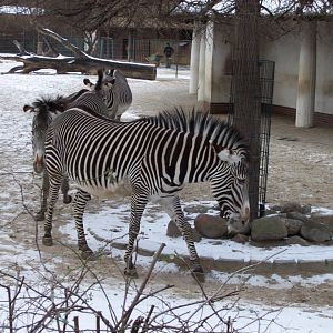 2011 - Zebra doing the conga - Berlin Zoo.