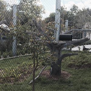 Florida: Mission Everglades- Raccoon/Gray Fox/Bobcat