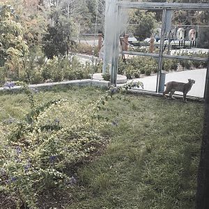 Florida: Mission Everglades- Raccoon/Gray Fox/Bobcat