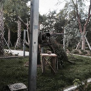 Florida: Mission Everglades- Raccoon/Gray Fox/Bobcat