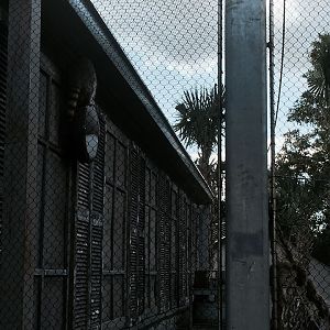 Florida: Mission Everglades- Raccoon/Gray Fox/Bobcat