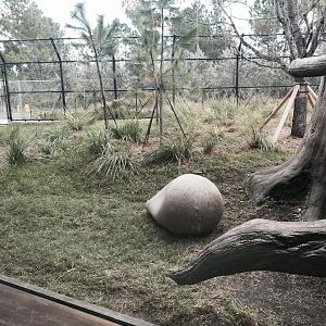 Florida: Mission Everglades- Black Bear/Florida Panther