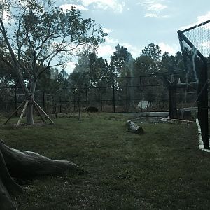 Florida: Mission Everglades- Black Bear/Florida Panther