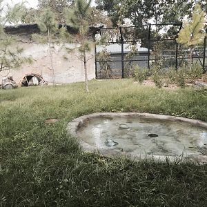 Florida: Mission Everglades- Black Bear/Florida Panther