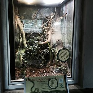 Florida: Mission Everglades- Green Snake/Glass Lizard