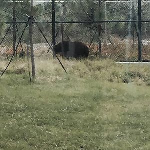 Florida: Mission Everglades: Black Bear/Florida Panther