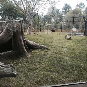 Florida: Mission Everglades- Black Bear/Florida Panther