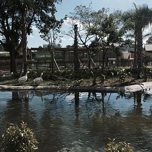 Florida: Mission Everglades- Water Birds