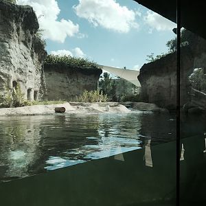 Florida: Mission Everglades: River Otter