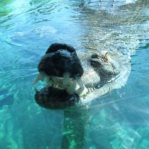 Friendly Indian Gharial