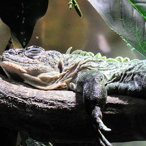 Utila Island Spiny-Tailed Iguana