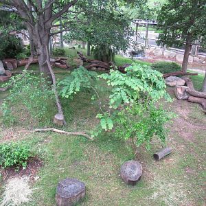 Lemur Habitat Modifications for Aldabra Tortoise