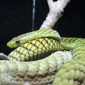 West African Green Mamba