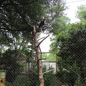 New Wreathed Hornbill Exhibit
