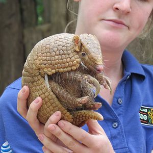 Keeper and Brazilian Three-Banded Armadillo