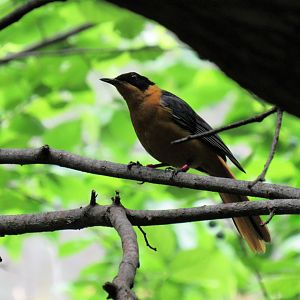 Snowy-Crowned Robin Chat
