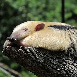 Xena, Southern Tamandua