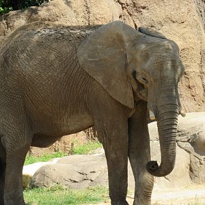 Tendaji, new African Elephant from Swaziland