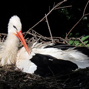 European White Stork