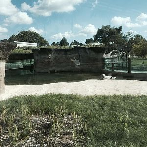Florida: Mission Everglades- Crocodile