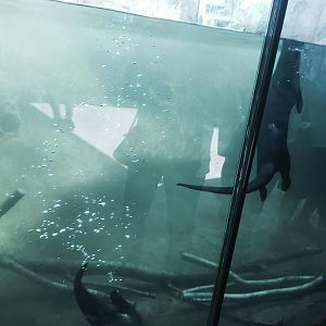 Florida: Mission Everglades- River Otter