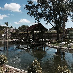 Florida: Mission Evergaldes- Water Birds