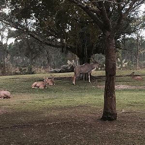 Africa- Greater Kudu/Addra Gazelle