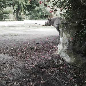 Africa- Black Rhinoceros