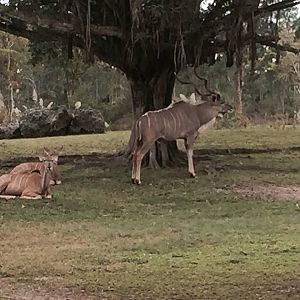 Africa- Greater Kudu/Addra Gazelle