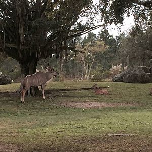 Africa- Greater Kudu/Addra Gazelle