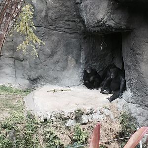 Africa- Chimpanzee