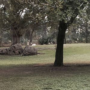 Africa- Greater Kudu/Addra Gazelle