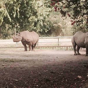Africa- Black Rhinoceros