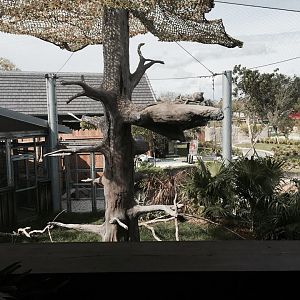 Florida: Mission Everglades- Bald Eage