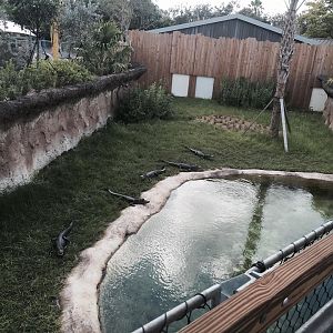 Florida: Mission Everglades- American Alligator