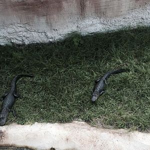 Florida: Mission Everglades- American Alligator