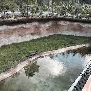 Florida: Mission Everglades- American Alligator