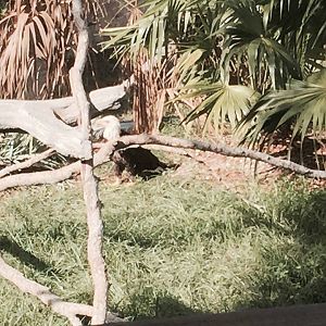 Florida: Mission Everglades- Bald Eagle