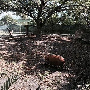 Red River Hog