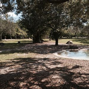 Aldabra/Galapagos Tortoise