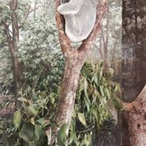 Australia- Koala