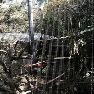 Amazon and Beyond- Howler Monkey/Squirrel Monkey