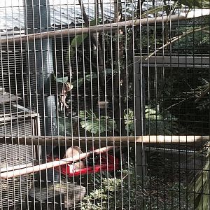 Amazon and Beyond- Howler Monkey/Squirrel Monkey