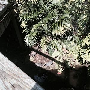 Amazon and Beyond- Caiman