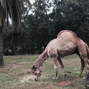 Asia- Dromedary Camel