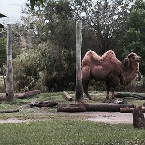 Asia- Bactrian Camel