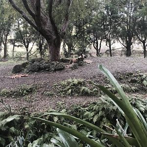 Asia- African Wild Dog