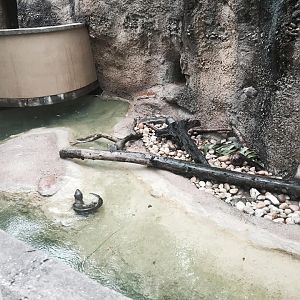 Asian River Life- Asian Small-Clawed Otter