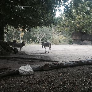 Asia- Somali Wild Ass